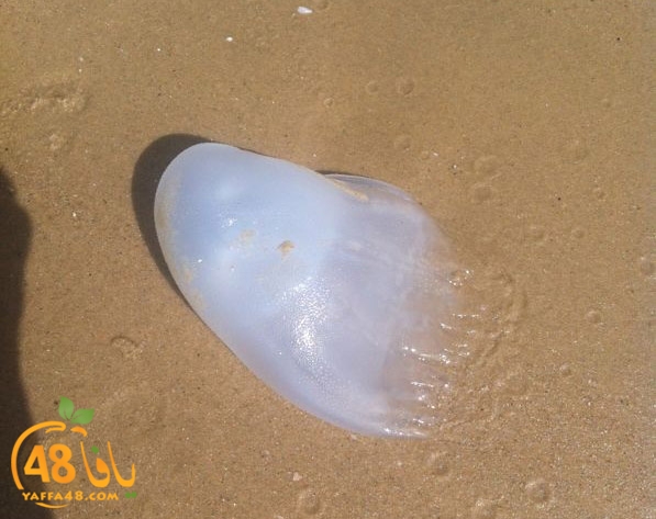 qandeel ba7r (3).jpg